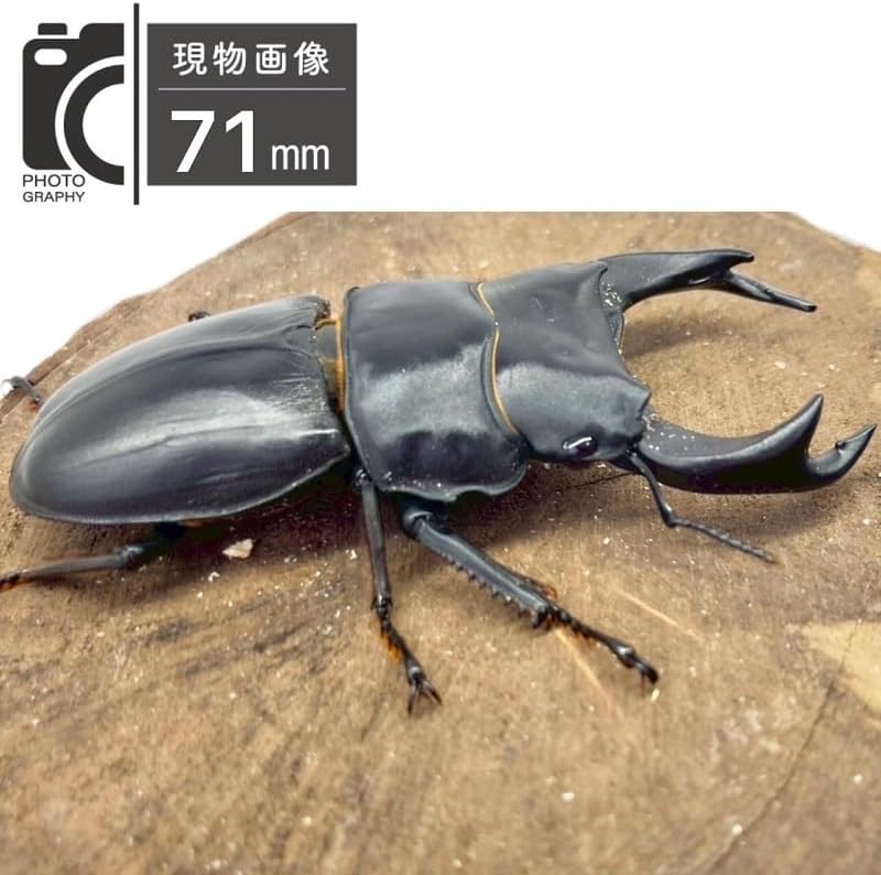 スハンダムカシタマムシ標本